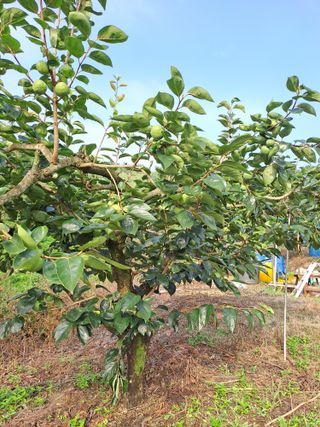 시골농부님의 감 · 자유게시판 작성글 사진