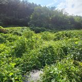 팜모닝 감·자유게시판 게시글 이미지