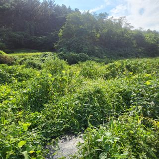 고추24376님의 감 · 자유게시판 작성글 사진