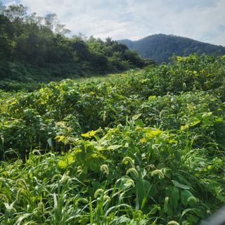 고추24376님의 감 · 자유게시판 작성글 사진