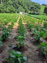 팜모닝 들깨·영농일지 게시글 이미지