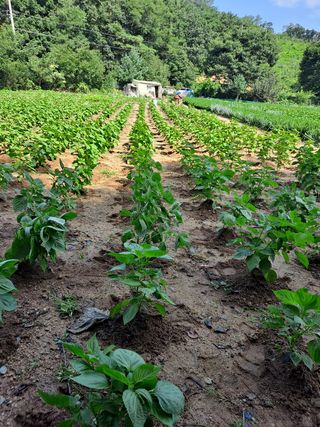 노성길님의 들깨 · 영농일지 작성글 사진