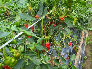 농막쥔님의 고추 · 병해충상담 작성글 사진