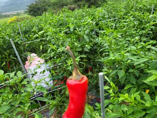 농막쥔님의 고추 · 병해충상담 작성글 사진