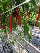 팜모닝 고추·수확 게시글 이미지