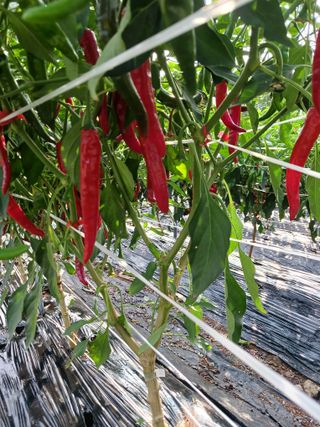 덕촌님의 고추 · 수확 작성글 사진