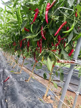 덕촌님의 고추 · 수확 작성글 사진