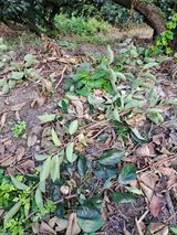 팜모닝 감·자유게시판 게시글 이미지