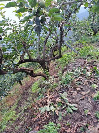 시골농부님의 감 · 자유게시판 작성글 사진