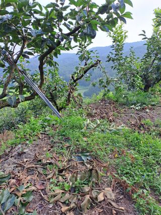 시골농부님의 감 · 자유게시판 작성글 사진