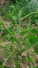 팜모닝 콩·병해충상담 게시글 이미지