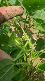 팜모닝 콩·병해충상담 게시글 이미지