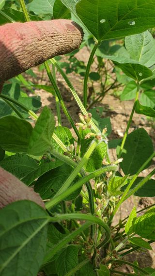 작은농부님의 콩 · 병해충상담 작성글 사진