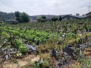 배추16219님의 참깨 · 자유게시판 작성글 사진