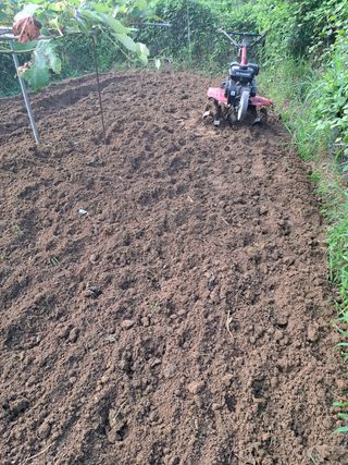 오문섭님의 배추 · 영농일지 작성글 사진