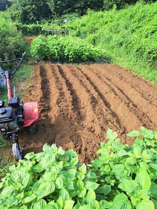 오문섭님의 배추 · 영농일지 작성글 사진