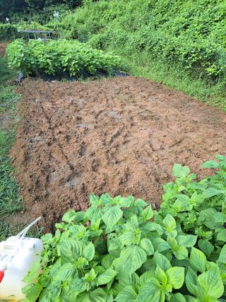 오문섭님의 배추 · 영농일지 작성글 사진