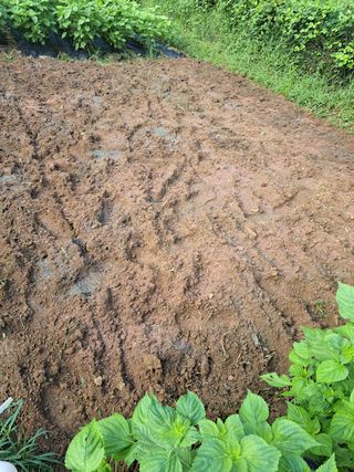 오문섭님의 배추 · 영농일지 작성글 사진