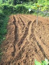 팜모닝 배추·영농일지 게시글 이미지