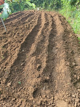 오문섭님의 배추 · 영농일지 작성글 사진