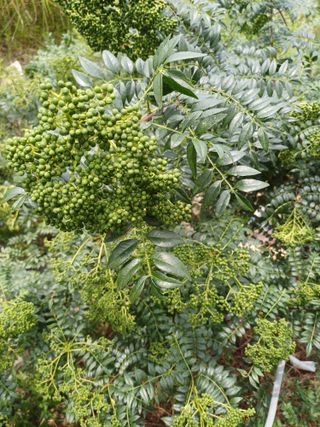 표고버섯18854님의 장터이야기 · 자유게시판 작성글 사진