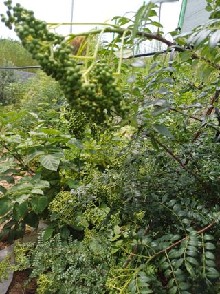 표고버섯18854님의 장터이야기 · 자유게시판 작성글 사진