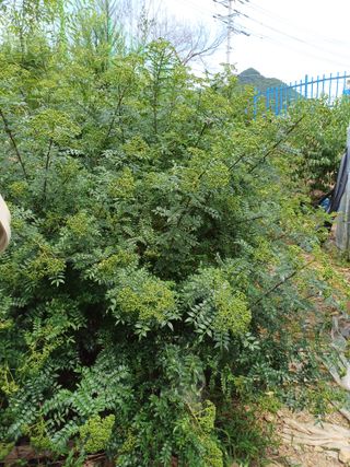 표고버섯18854님의 장터이야기 · 자유게시판 작성글 사진