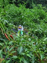 팜모닝 고추·영농일지 게시글 이미지