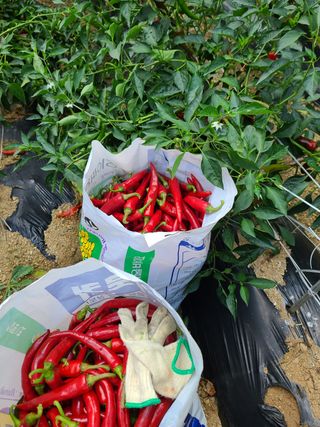 사랑천사님의 고추 · 영농일지 작성글 사진