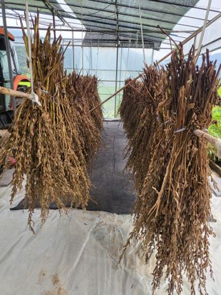 최현옥님의 참깨 · 자유게시판 작성글 사진