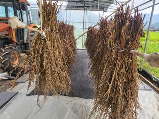 최현옥님의 참깨 · 자유게시판 작성글 사진