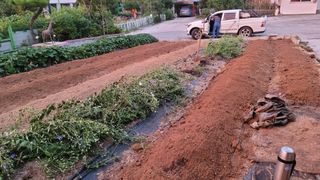 솔모루팜님의 배추 · 비료•농약 작성글 사진