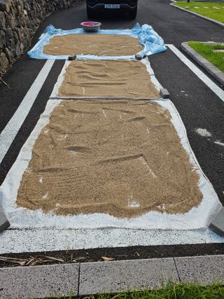 제주님의 참깨 · 자유게시판 작성글 사진