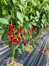 팜모닝 나의 농사 필수품 소개하기·참여글 게시글 이미지