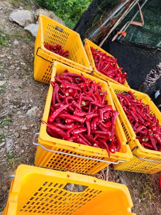天連능골 농장백연화님의 나의 농사 필수품 소개하기 · 참여글 작성글 사진