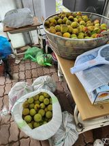 팜모닝 상추·영농일지 게시글 이미지