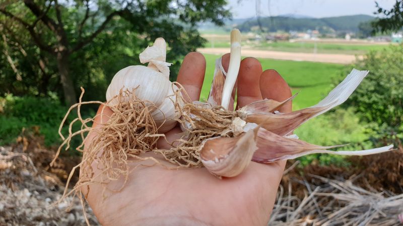 농부아내님의 장터 판매 상품 [유황 토종육쪽마늘 한 접] 첨부 사진
