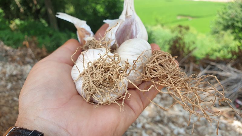 농부아내님의 장터 판매 상품 [유황 토종육쪽마늘 한 접] 첨부 사진