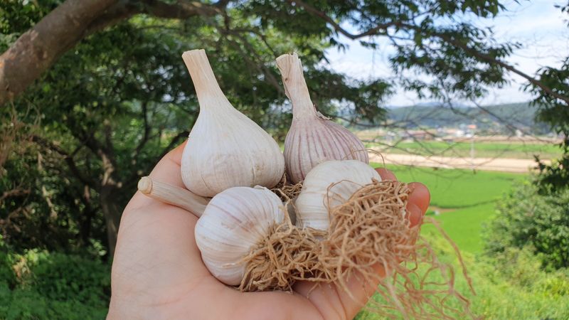 농부아내님의 장터 판매 상품 [유황 토종육쪽마늘 한 접] 첨부 사진