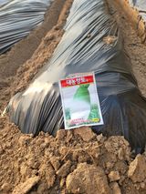 팜모닝 배추·품종•종자 게시글 이미지