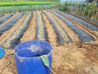 남궁. 정님의 배추 · 품종•종자 작성글 사진