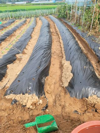 남궁. 정님의 배추 · 품종•종자 작성글 사진