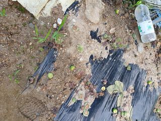 김공석님의 감 · 병해충상담 작성글 사진