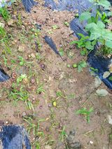 팜모닝 감·병해충상담 게시글 이미지