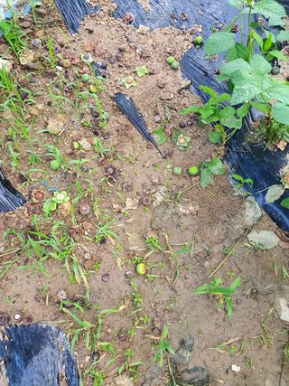 김공석님의 감 · 병해충상담 작성글 사진