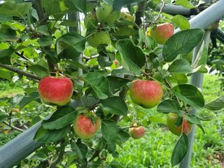 일심묘목농원님의 기타작물 · 자유게시판 작성글 사진