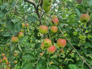 일심묘목농원님의 기타작물 · 자유게시판 작성글 사진