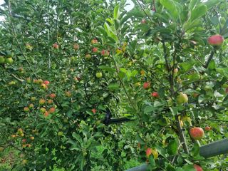 일심묘목농원님의 기타작물 · 자유게시판 작성글 사진