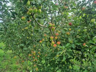 일심묘목농원님의 기타작물 · 자유게시판 작성글 사진