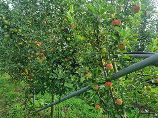 일심묘목농원님의 기타작물 · 자유게시판 작성글 사진